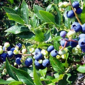 British Columbia Highbush Blueberry Plant- 50 Seeds - High Yielding Blueberries