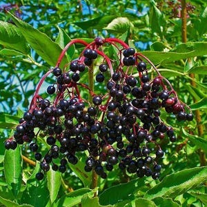 Black Elderberry - Sambucus nigra - 100+ seeds - Heirloom - G 036