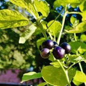 Garden Huckleberry Seeds {RARE & EXOTIC} Fun Fruit for Pies Jam Wine Yummy USA