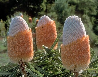 RARE Banksia Ericifolia 'Little Eric' Fireworks Tree Seeds - Dwarf Heath-Leaved Banksia