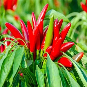Thai Hot Pepper Seeds (Bird Chili) – 50+ Fresh Non-GMO Heirloom Seeds – Fast Germination