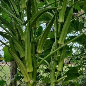 50 Okra Seeds / Đậu Bắp for 2025 season