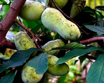 Semillas de papaya estratificada (Asimina triloba): planta resistente al banano indio