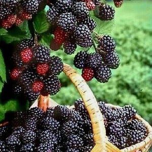 Vancouver Island Chester Blackberry Plant -20 Seeds-Canada #1 Giant Blackberries