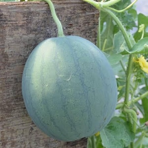 Watermelon 25 - 50 -100 Seeds Bush Sugar Baby Heirloom Non GMO Beautiful small