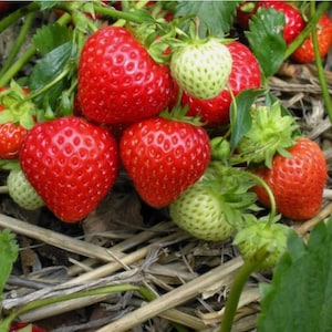 200 pcs Cream Strawberry Seeds - Hardy Perennial Herb, Fall & Spring Planting