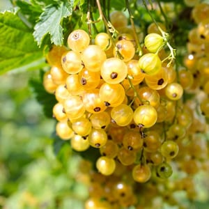 Golden Currant (Ribes aureum) – 20 Edible Berry Seeds – Hardy Fruit Bush or Vine