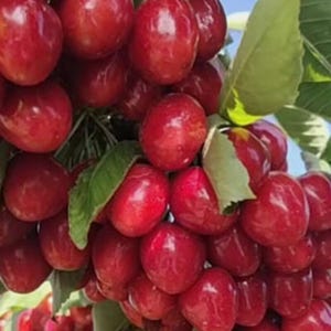 50pcs bush cherry tree seedlings – nice fruit shrub with dark red fruit, live plant