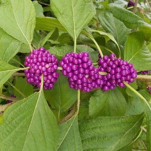 100個以上のパープルアメリカンビューティーベリーの種子 – Callicarpa americana – オーガニックビューティーベリーの種子