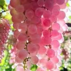 Luxury grapes -Vitis sp. Yamanashi (koshu) Japan 5 stratified seeds graines