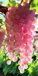 Luxury grapes -Vitis sp. Yamanashi (koshu) Japan 5 stratified seeds graines
