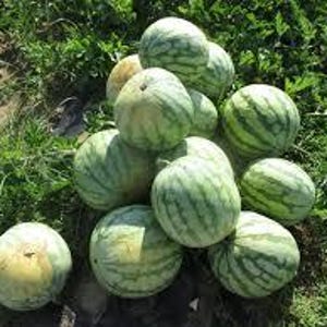 Sweet Yellow Watermelon Seeds for 2025 season