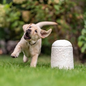 Puede incluir: Un cachorro de Labrador de color claro jugando y corriendo sobre hierba verde, con las orejas al viento. Un objeto cilíndrico blanco y texturizado se encuentra en el fondo. La escena se desarrolla al aire libre con vegetación exuberante.