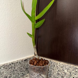 Dendrobium, keiki, orquídea, planta, flor, Dendrobium mobile