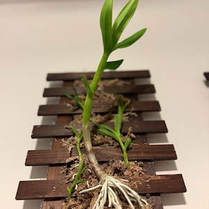 Keike, orquídea, planta, cría de orquídea, Dendrobium