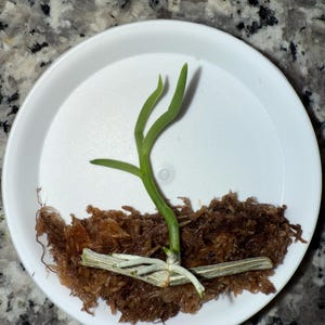 Op de afbeelding: Een kleine groene plant met zichtbare wortels en een stengel, geplant in bruin mos, staat in een wit plastic schaaltje. De plant heeft twee lange, slanke bladeren en een paar kleinere bladeren.