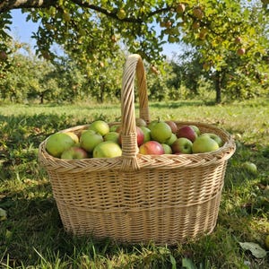 May include: A woven wicker basket with a tall arched handle, filled with a collection of fresh apples in shades of green, yellow, and red. The basket is oval-shaped with a sturdy base and is positioned outdoors in an orchard setting.