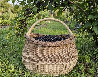 May include: A woven wicker basket with a braided rim and a curved handle, filled with a large quantity of small, round, dark purple blackcurrants, positioned beneath a leafy bush laden with clusters of the same fresh berries.