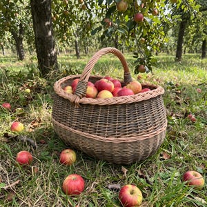Pode incluir: Uma cesta de vime trançado com uma alça resistente, cheia de numerosas maçãs vermelhas e amarelas. A cesta apresenta um acabamento natural em marrom e bege claro, colocada sobre a grama entre várias maçãs caídas em um pomar.