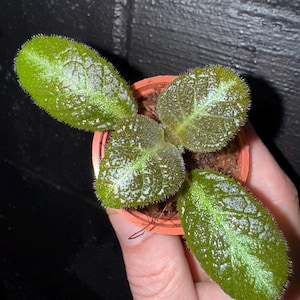 Puede incluir: Una pequeña planta en maceta con hojas de color verde brillante. Las hojas tienen una superficie texturizada con motas blancas y un borde ligeramente borroso. La maceta es de color naranja claro y la planta se sostiene en una mano.