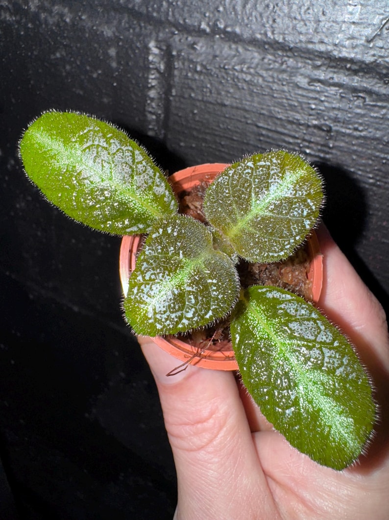 AQUASCAPEDREAM Episcia Flame Violet