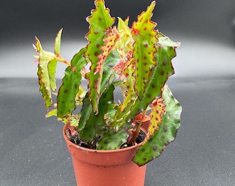 Begonia Amphioxus- pink spotted terrarium plant