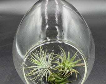 Air Plant 3 pack- 3 easy care bromeliad air plants