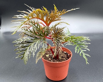 May include: A potted Begonia fern-leaf plant with deeply serrated, variegated foliage in shades of dark green, bronze, and silver. The plant features vibrant red stems and is housed in a simple, round, terracotta-colored plastic nursery pot.