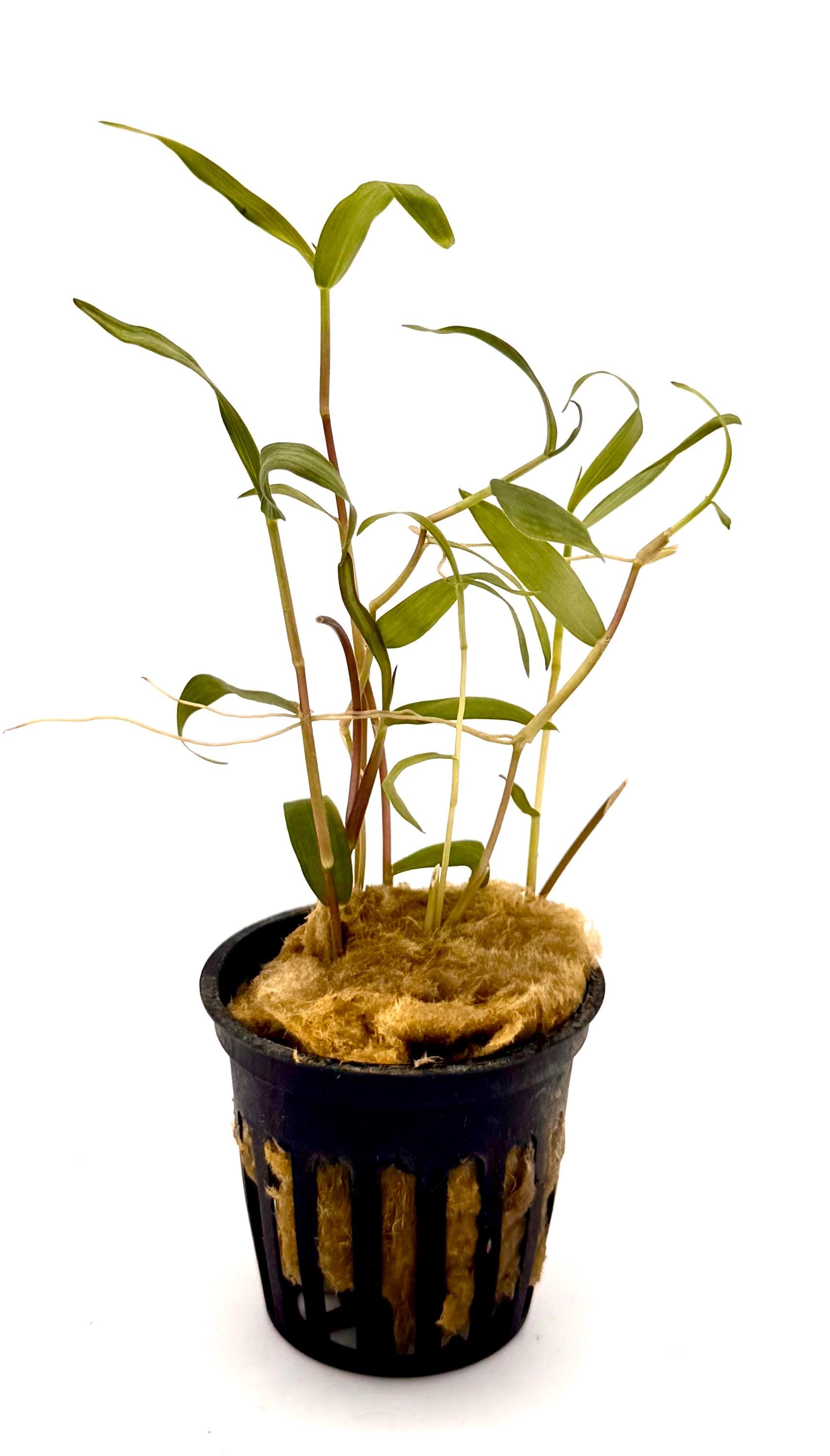 Bamboo terrarium - Etsy sterreich