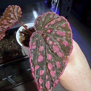May include: Close-up of a Begonia plant with large, heart-shaped leaves. The leaves are dark green with vibrant pink spots and edges. The plant is in a small white pot, showcasing its unique colour pattern.