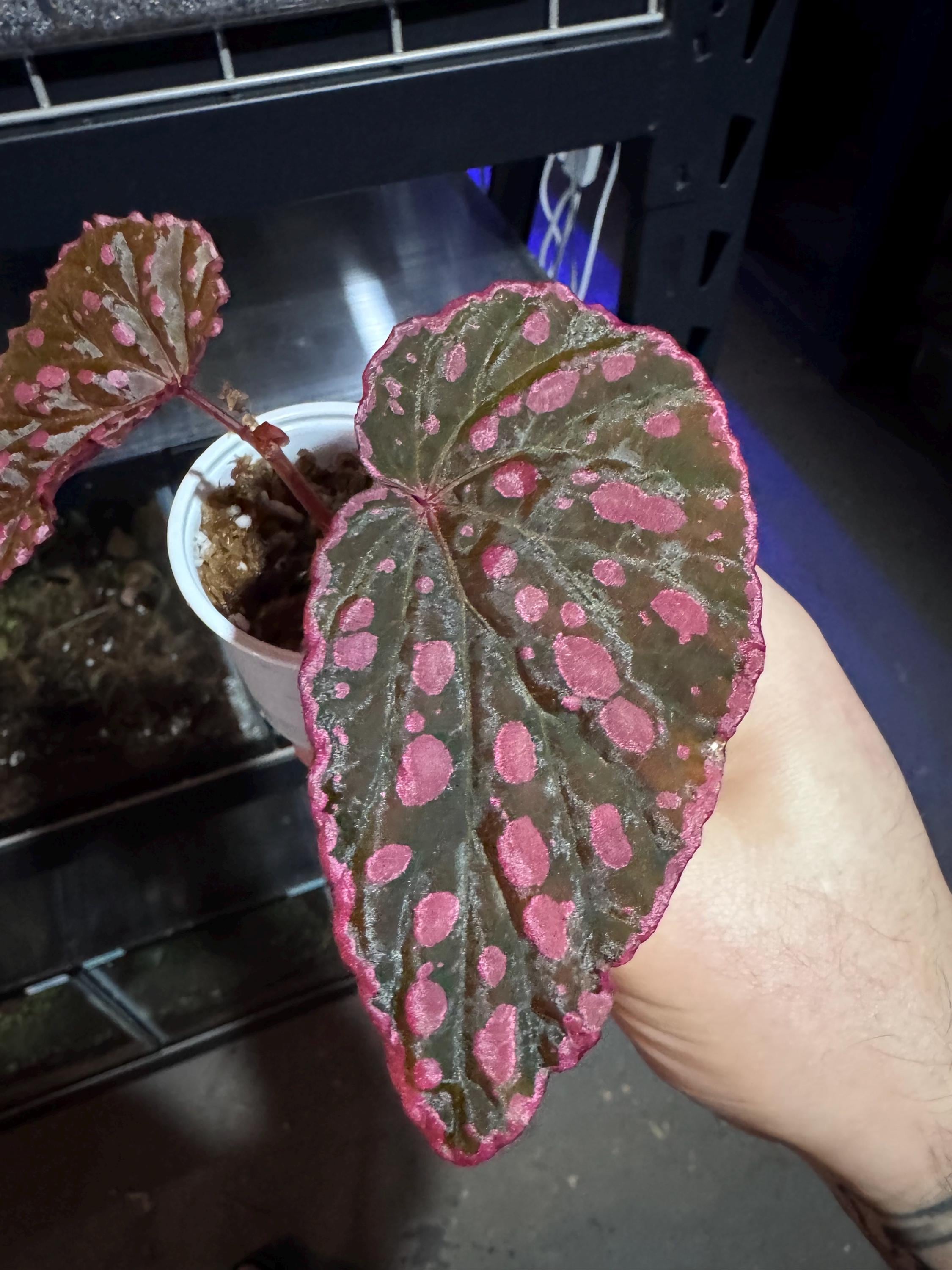 Rare begonias - Etsy 日本