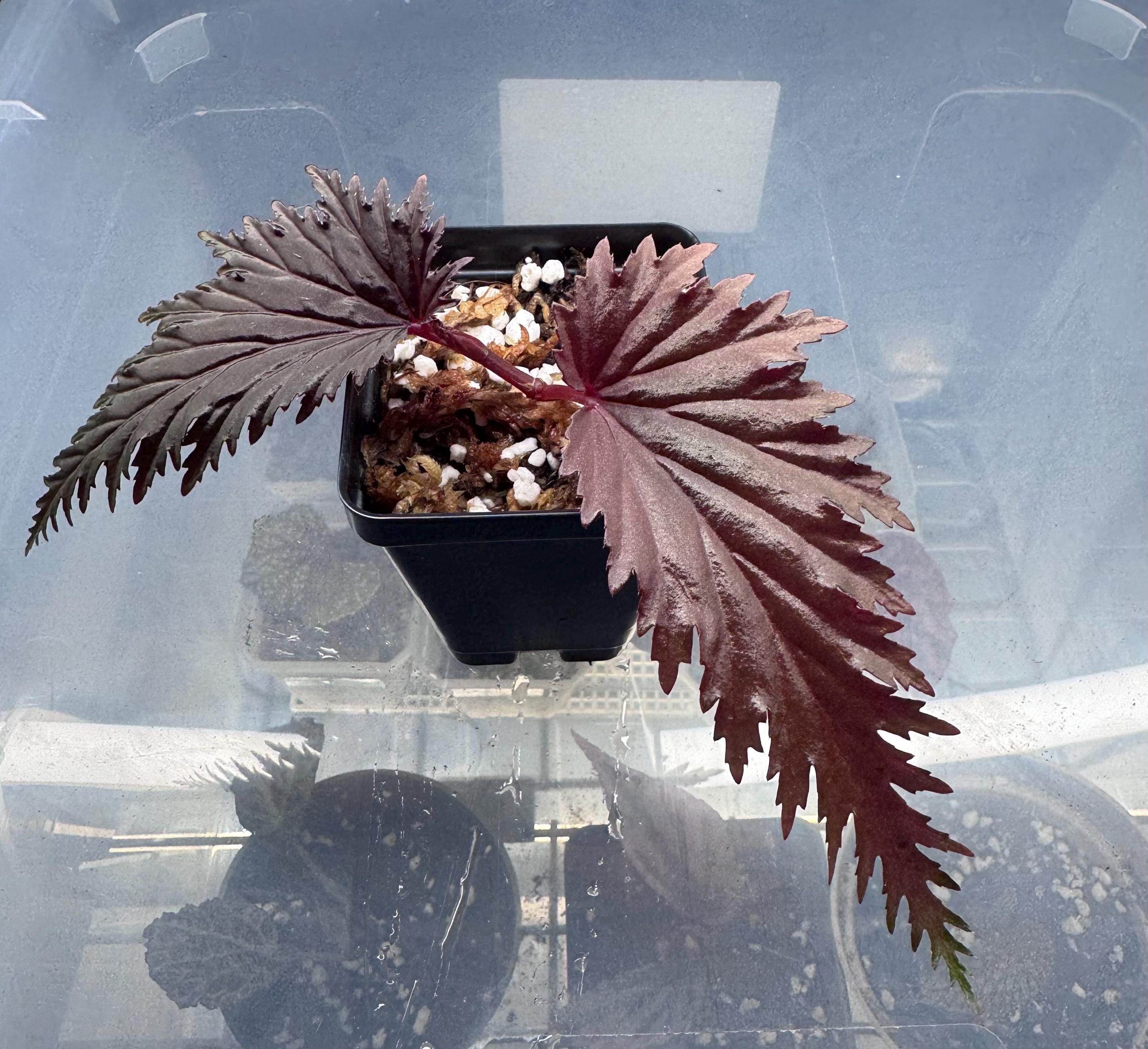 パプアニューギニア　ごとく Begonia Miri Papua New Guinea - Etsy
