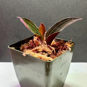The black jewel orchid (Ludisia discolor &#39;Nigrescens&#39;)
