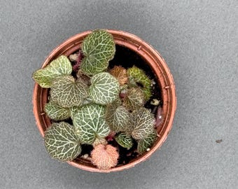 May include: A small potted plant with rounded, heart-shaped leaves featuring prominent white veining. The foliage displays shades of green, bronze, and a single fuzzy, light pink leaf. The plant is contained within a round, terracotta-colored plastic pot.