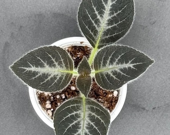 May include: A small plant in a white plastic pot with dark green, fuzzy, oval-shaped leaves. The leaves feature prominent, light-colored veins that create a distinct pattern. The plant is centered in the pot, which is filled with brown soil.
