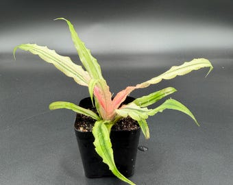 May include: A small plant with long, serrated, variegated leaves in shades of light green and cream, featuring a vibrant pink center, potted in a square black plastic container filled with dark soil, set against a solid dark background.
