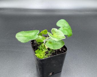 Antrophyum cf plantagineum and sp fern in one pot
