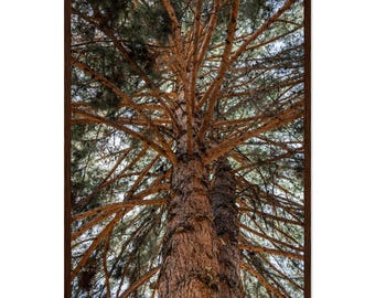 Pine Wood Framed Matte Print - Ready to Hang