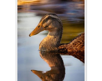 Wooden Framed Wall Art Picture "Reflections"