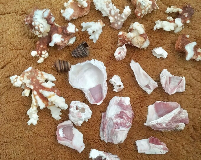 Assorted Rusty White Coral Pieces and Barnacles With Storage Etsy