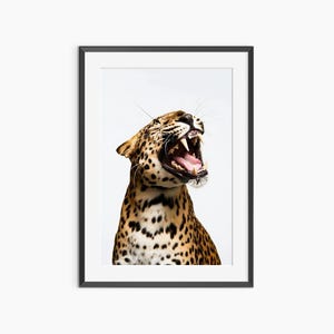 Cheetah Print, Photography Prints, Funny Wall Art, Animal Prints, Leopard Print, Fine Art Print, Leopard Poster, Museum Quality Wall Art