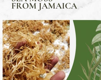 Wildcrafted Jamaican Sea Moss (Chondrus Crispus) – Dried Traditional Botanical