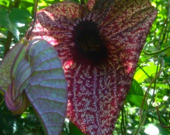 Dried Jamaican Duck Flower
