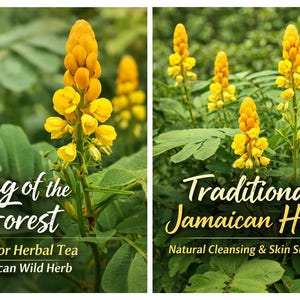 Puede incluir: Dos imágenes de flores amarillas y hojas verdes. La imagen de la izquierda dice "King of the Forest, Great for Herbal Tea, Jamaican Wild Herb." La imagen de la derecha dice "Traditional Jamaican Herb, Natural Cleansing & Skin Support."
