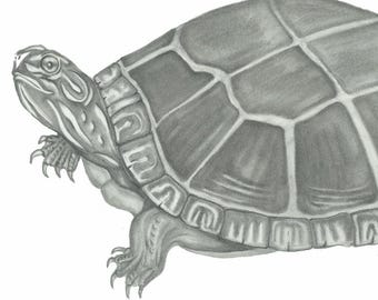 Shellbound Wanderer Art Print – Limited Edition Turtle Drawing