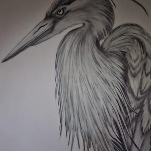 May include: A detailed pencil drawing of a heron in shades of gray and white. The bird's long beak and eye are in sharp focus, with textured feathers creating depth. The artwork captures the heron's elegant posture.