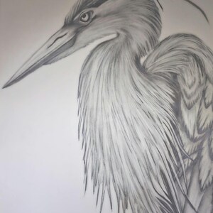 May include: A detailed pencil drawing of a heron in profile. The bird's long, pointed beak and eye are visible, with detailed shading on the feathers. The artwork is in grayscale, with a focus on texture and form.