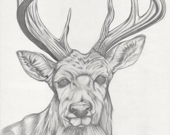 Impresión firmada de cornamenta – Edición limitada Giclée Fine Art