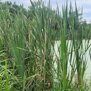 Live Cattail Pond Plant 20 Starter Plants
