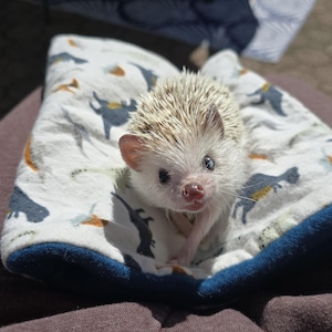May include: A small hedgehog with light-coloured quills and a pink nose sits in a white and blue dinosaur-patterned bed. The bed has a dark blue trim. The hedgehog is looking at the camera.